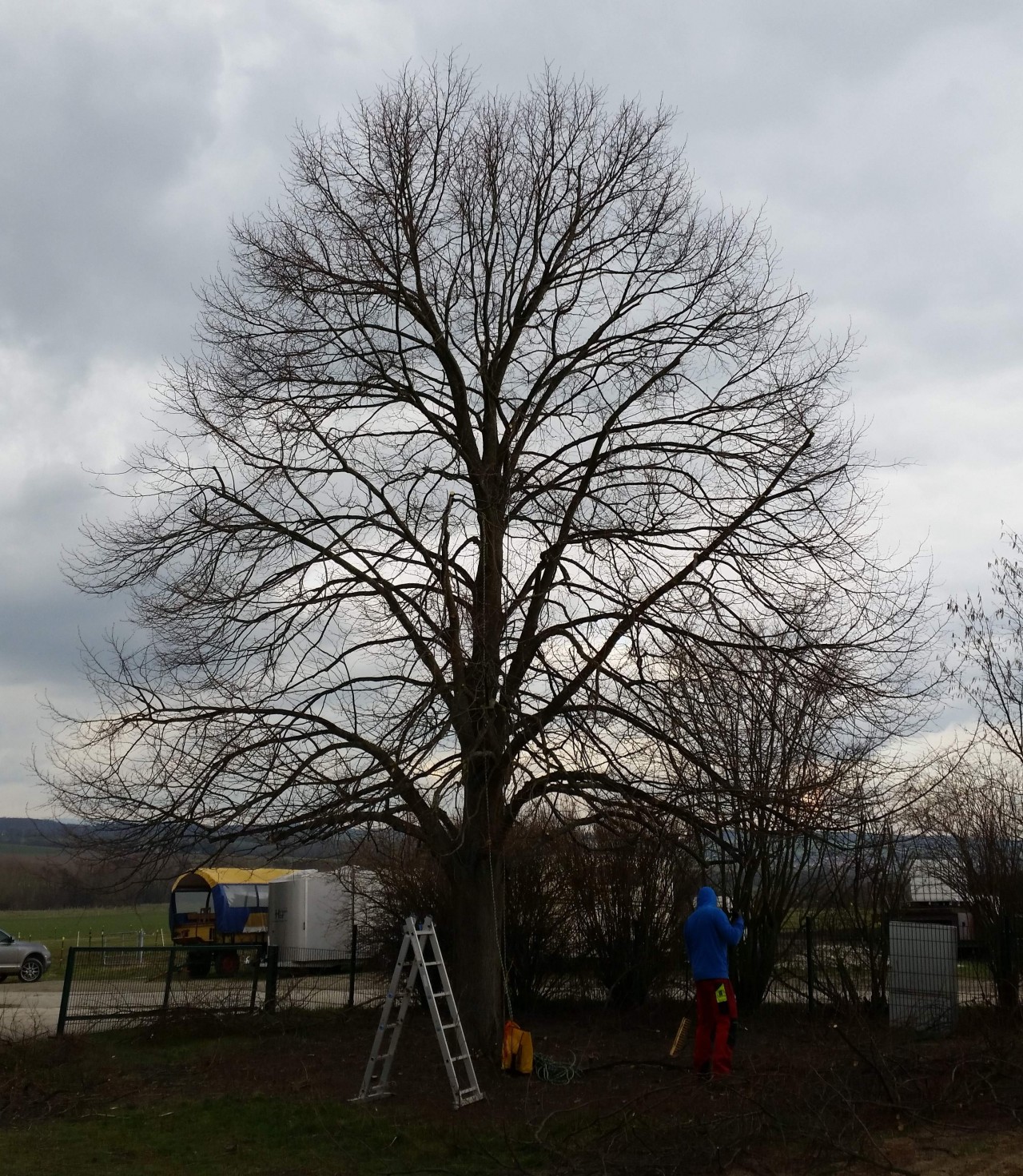 Kronenpflege an einem großen Baum