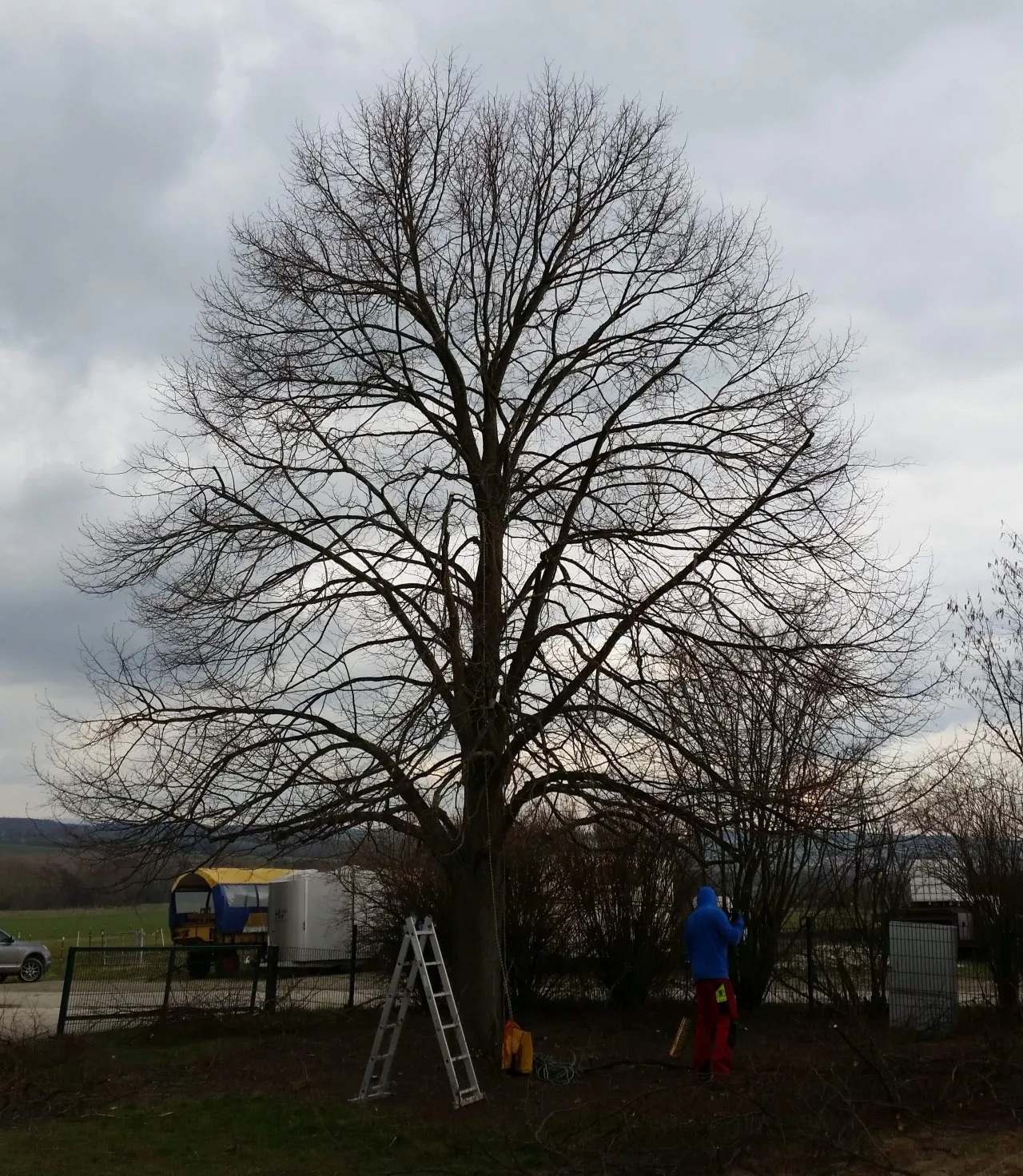 Kronenpflege an einem großen Baum